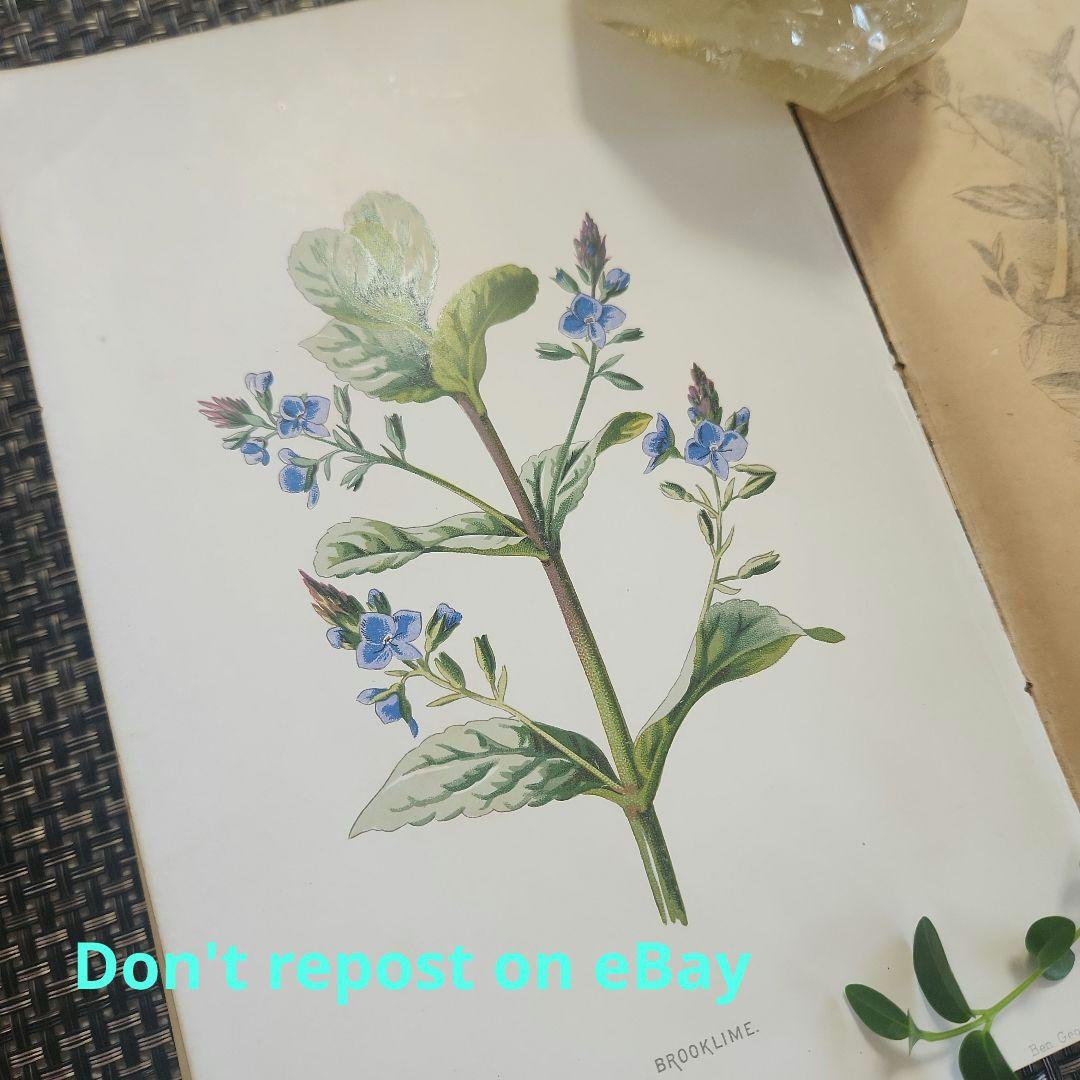 植物図鑑　洋書　古書　ボタニカルアート　アンティーク　リトグラフ　26