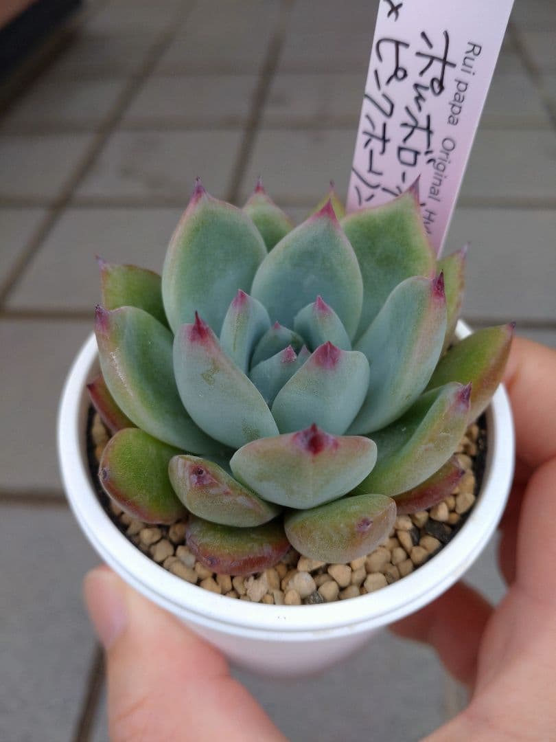 ポルボローネ×ピンクホーリンゼ　ルイパパさん苗