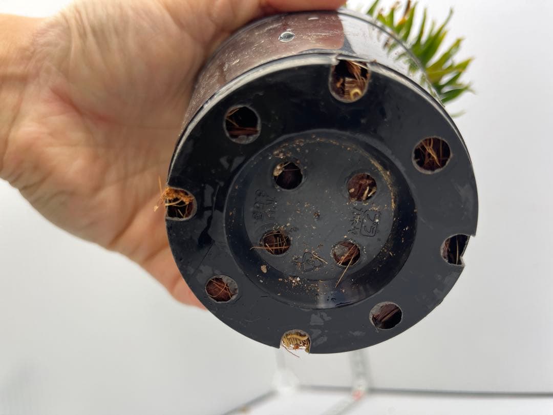 【希少】ドラセナ・コンパクタ綴化株【3寸サイズ】