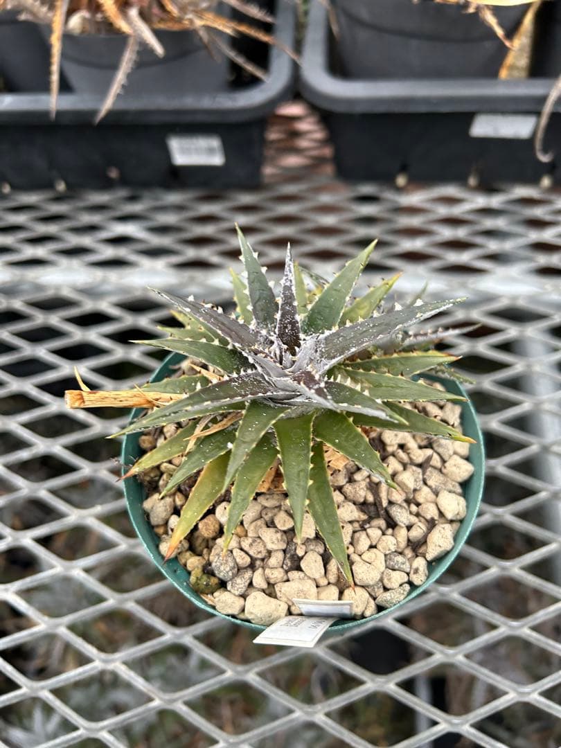 子株付 DBディッキア Dyckia Bill Baker hyb #134 ⑵