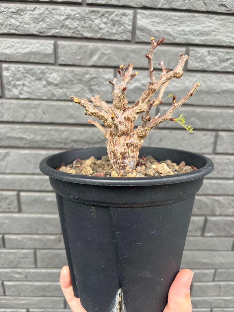 センナ　メリディオナリス　実生株