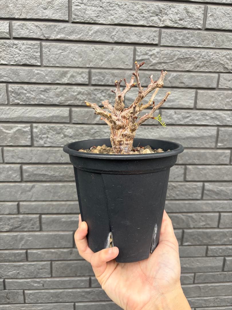 センナ　メリディオナリス　実生株