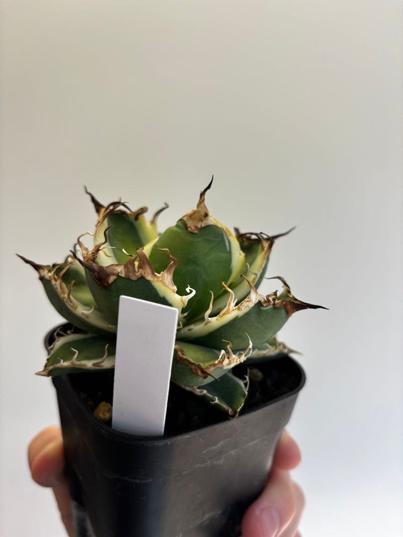 シーザー錦 現品