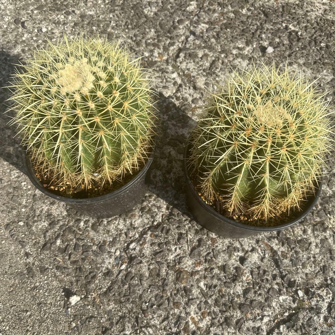 サボテン 金鯱2個セット 黒鉢