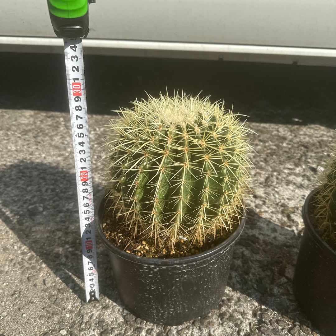 サボテン 金鯱2個セット 黒鉢