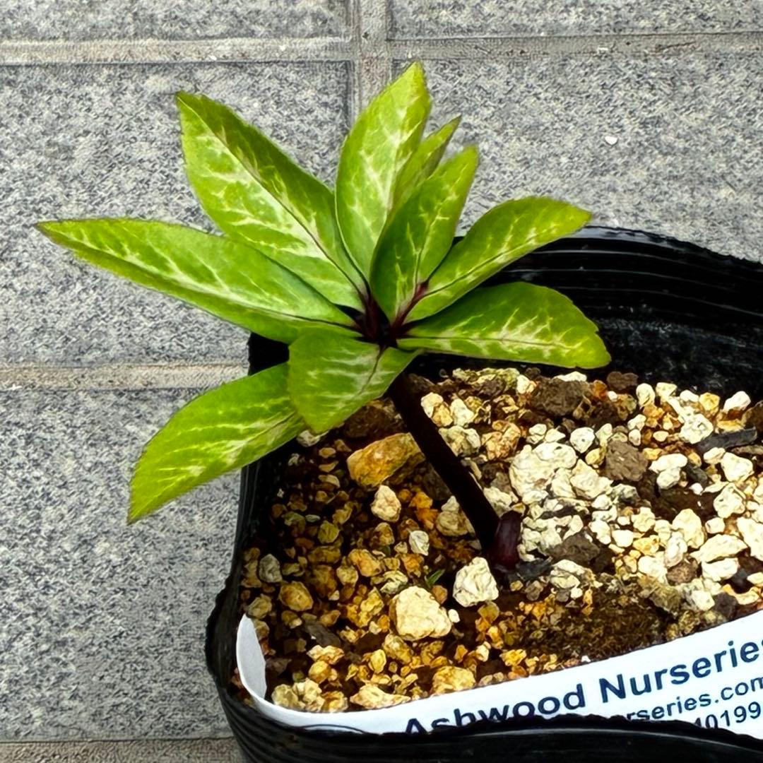 ☘️2年管理☘️タグ付☘️超レア☘️BELCHERI⭐PINK ICE系⭐️ASHWOOD