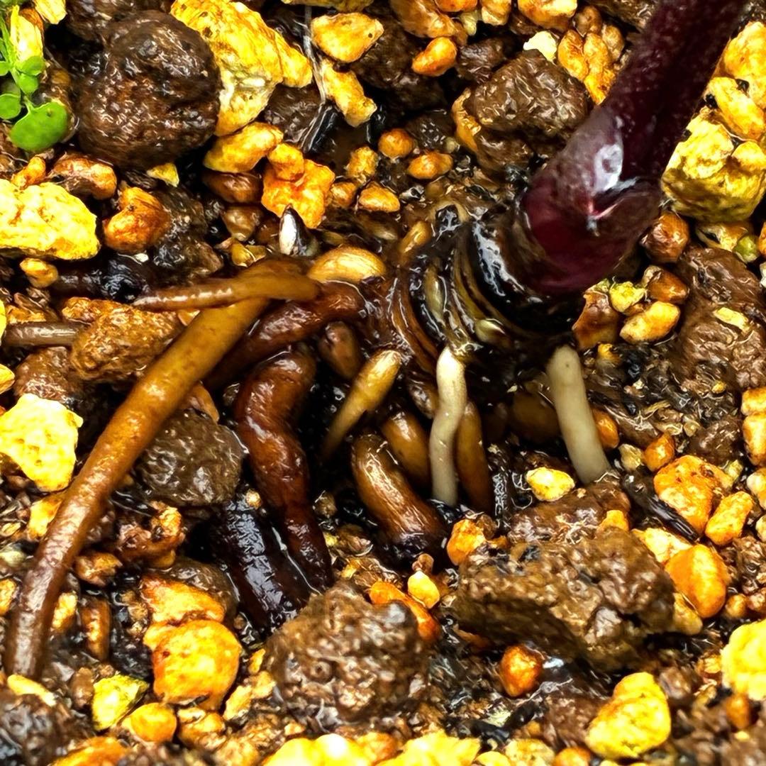 ☘️2年管理☘️タグ付☘️超レア☘️BELCHERI⭐PINK ICE系⭐️ASHWOOD