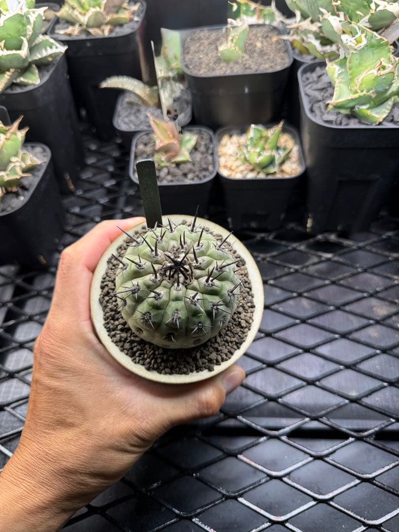 黒王丸　コピアポア　copiapoa cinerea VALIEM 鉢セット