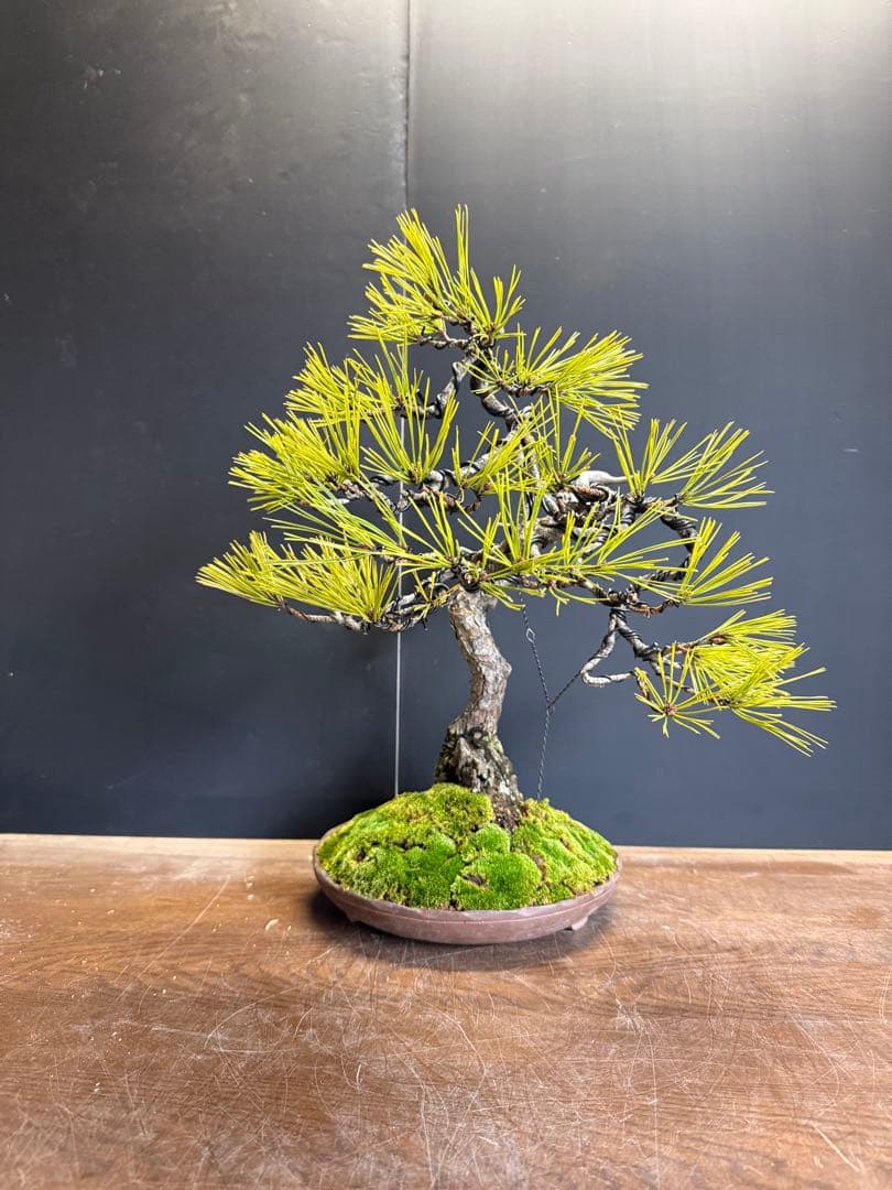 兄*貴様 特別オークション　赤松盆栽文人木石付き古木苔即戦力