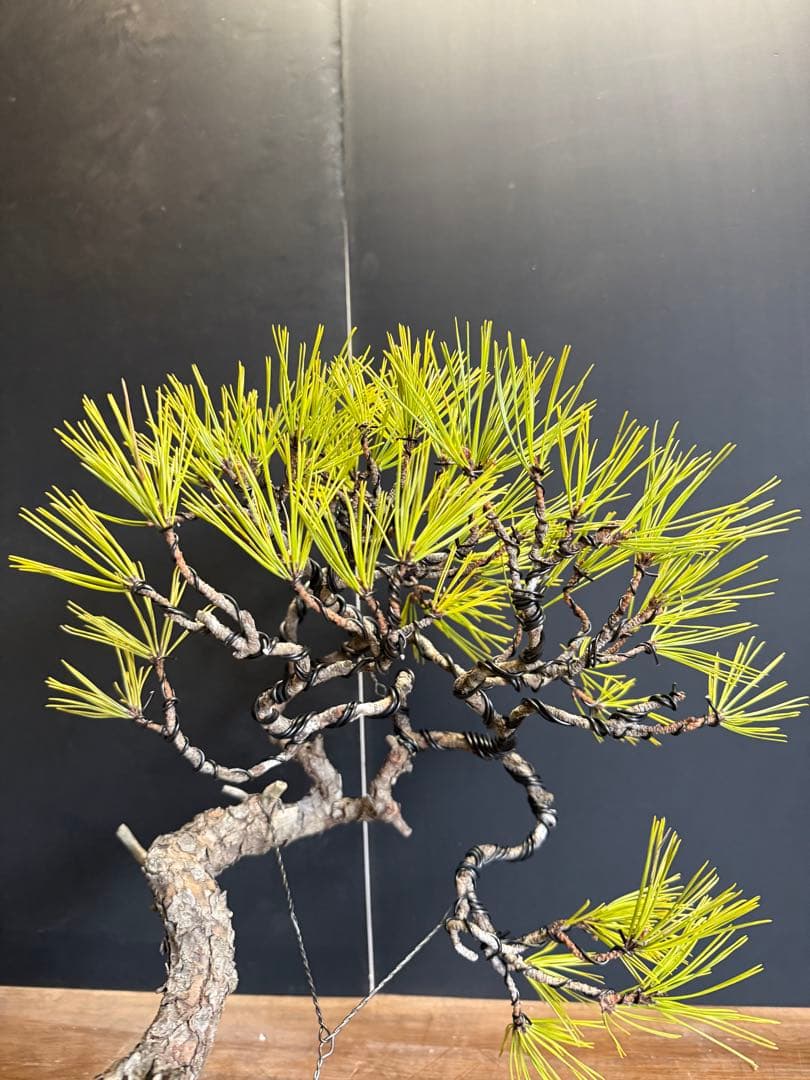 兄*貴様 特別オークション　赤松盆栽文人木石付き古木苔即戦力